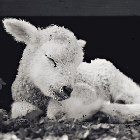 מלון פאסו רובלס Reves De Moutons מראה חיצוני תמונה
