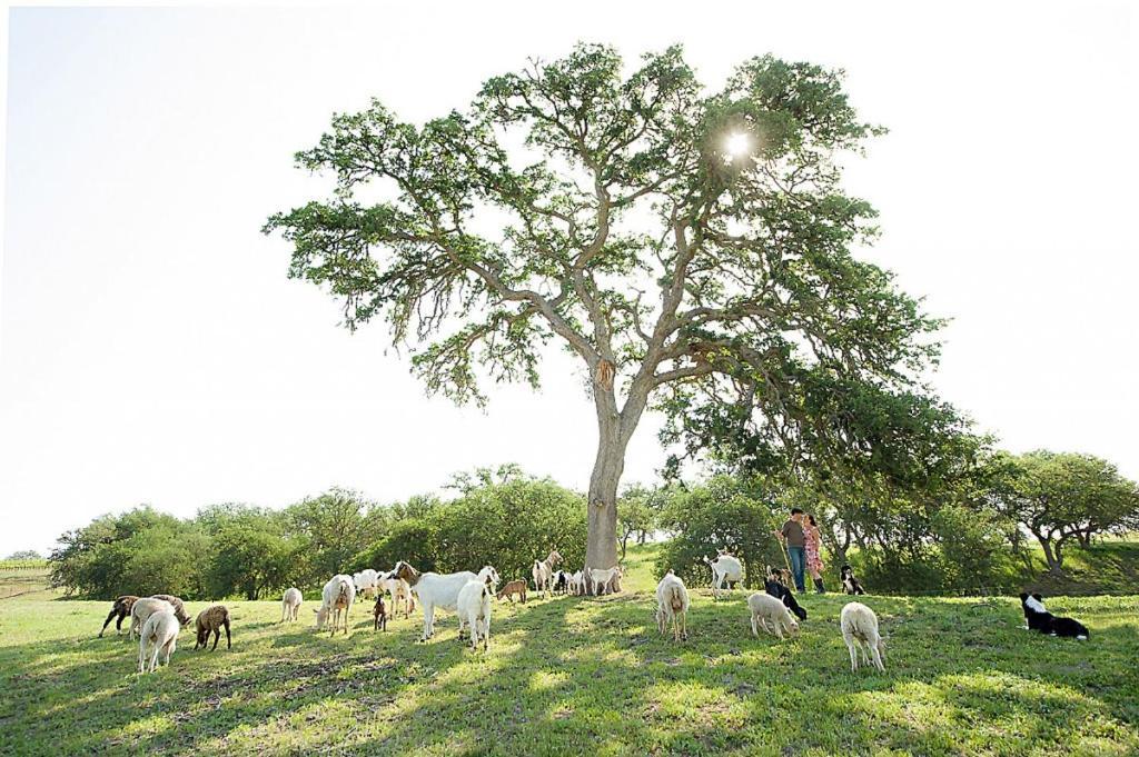 מלון פאסו רובלס Reves De Moutons מראה חיצוני תמונה