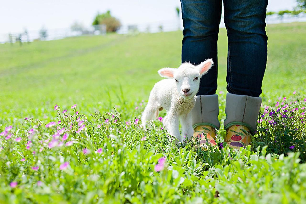 מלון פאסו רובלס Reves De Moutons מראה חיצוני תמונה