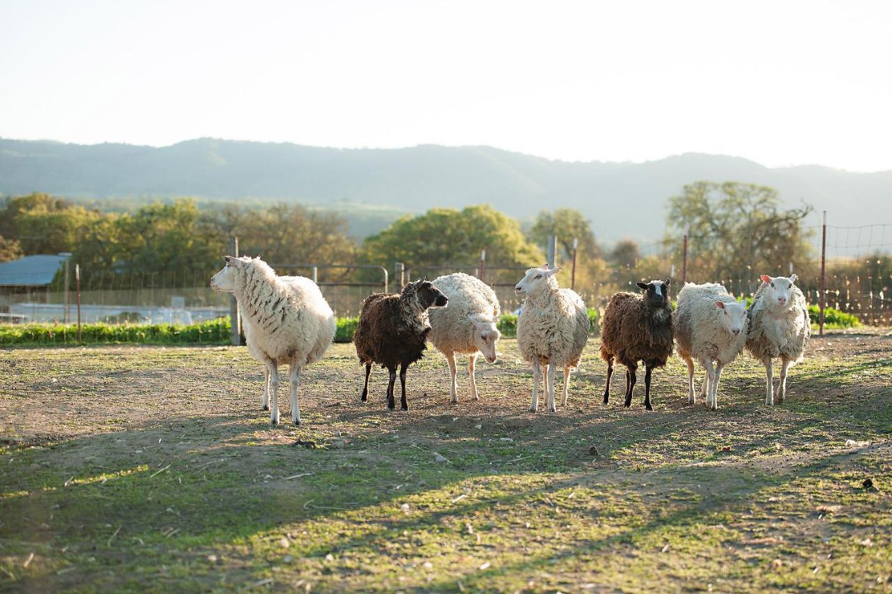 מלון פאסו רובלס Reves De Moutons מראה חיצוני תמונה