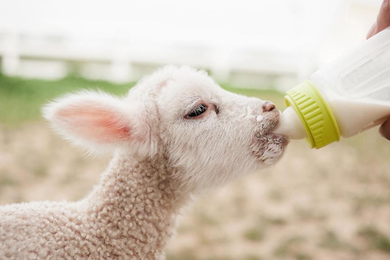 מלון פאסו רובלס Reves De Moutons מראה חיצוני תמונה