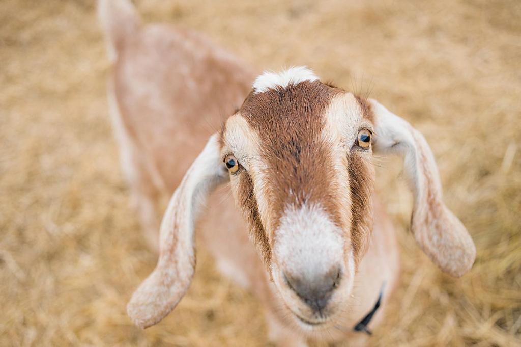 מלון פאסו רובלס Reves De Moutons מראה חיצוני תמונה