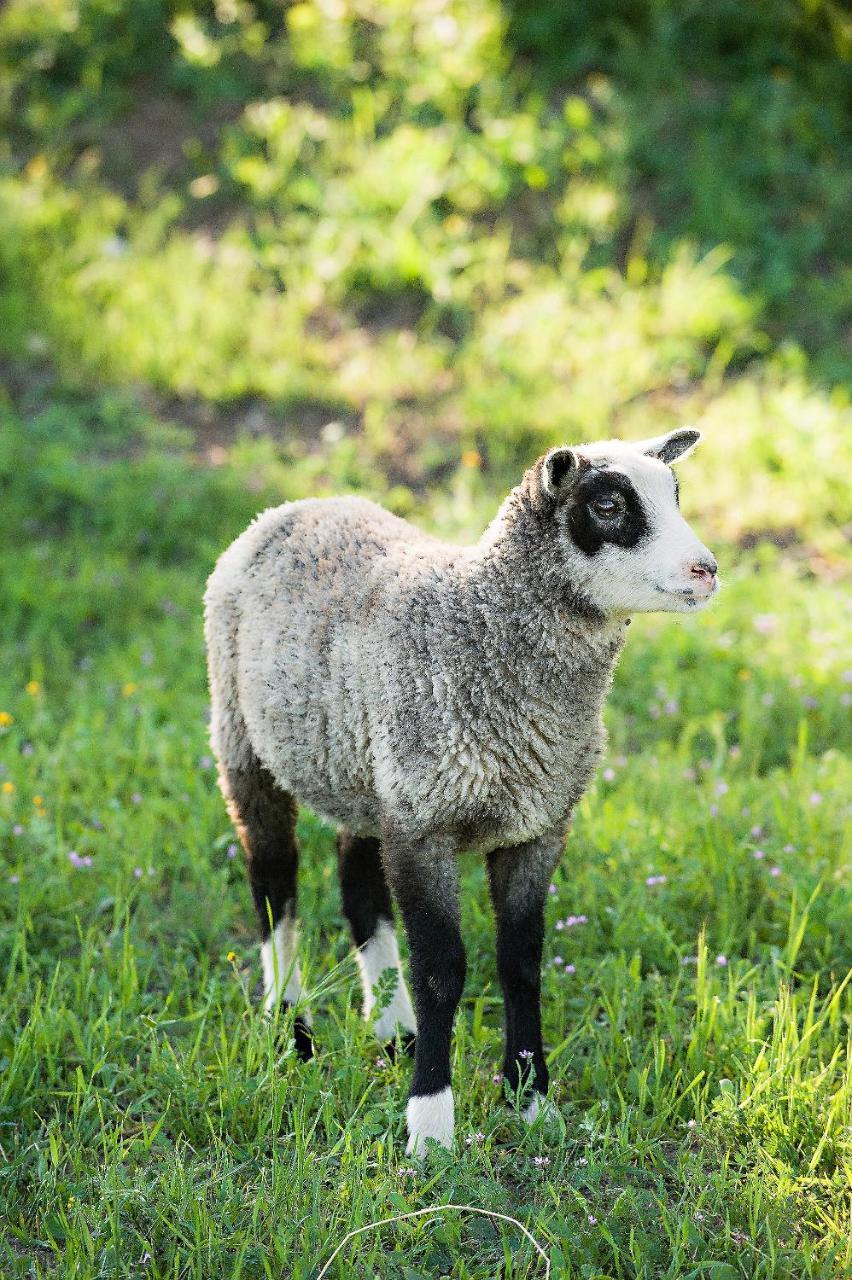 מלון פאסו רובלס Reves De Moutons מראה חיצוני תמונה