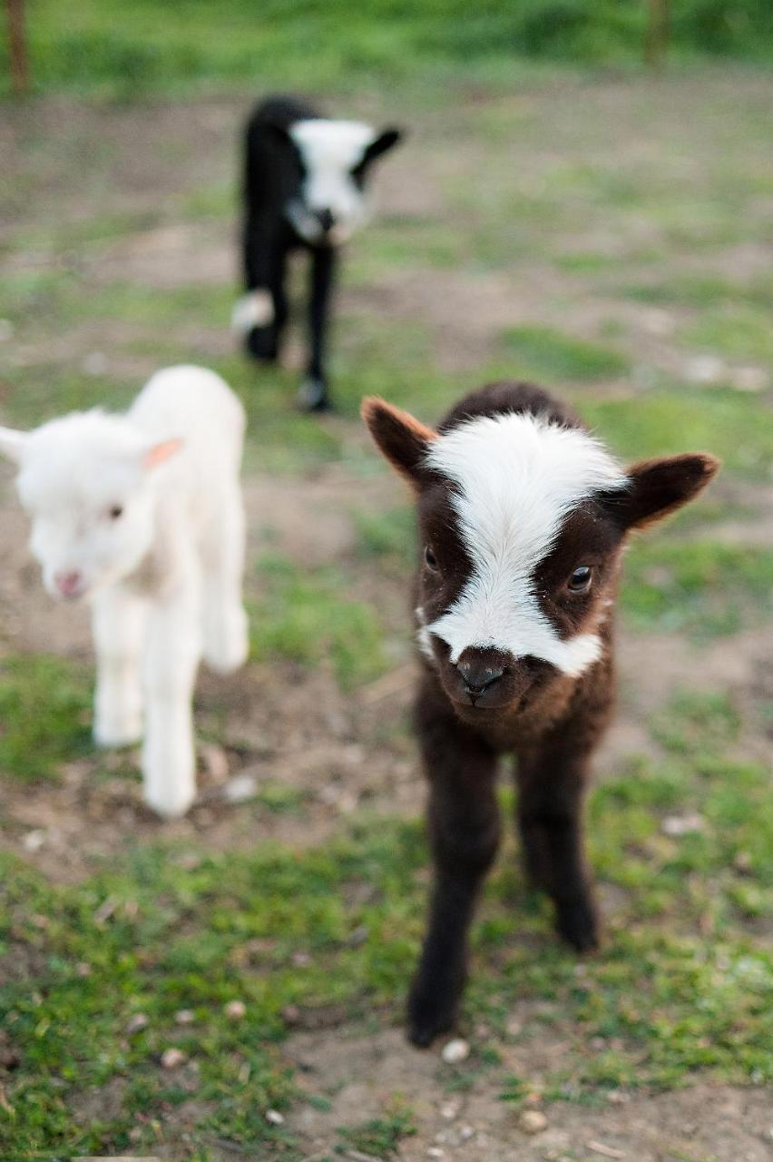 מלון פאסו רובלס Reves De Moutons מראה חיצוני תמונה