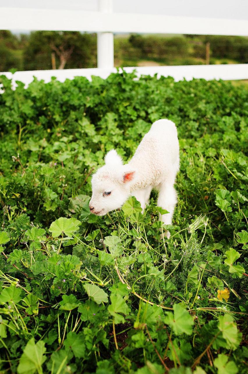 מלון פאסו רובלס Reves De Moutons מראה חיצוני תמונה