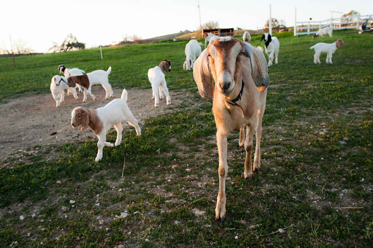 מלון פאסו רובלס Reves De Moutons מראה חיצוני תמונה