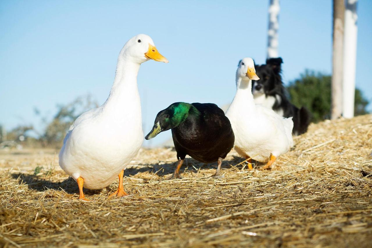מלון פאסו רובלס Reves De Moutons מראה חיצוני תמונה