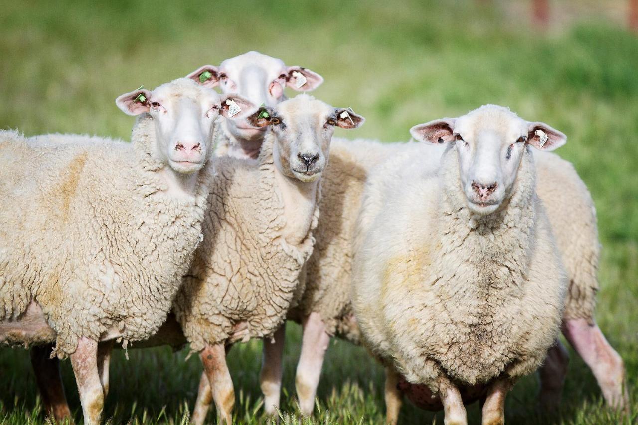 מלון פאסו רובלס Reves De Moutons מראה חיצוני תמונה