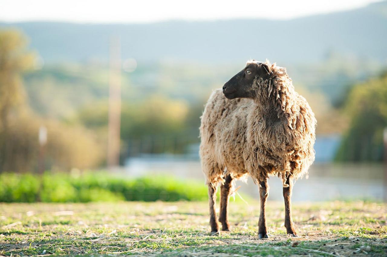 מלון פאסו רובלס Reves De Moutons מראה חיצוני תמונה