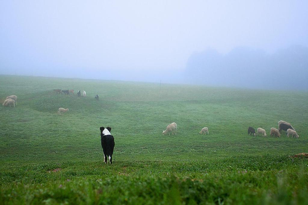 מלון פאסו רובלס Reves De Moutons מראה חיצוני תמונה