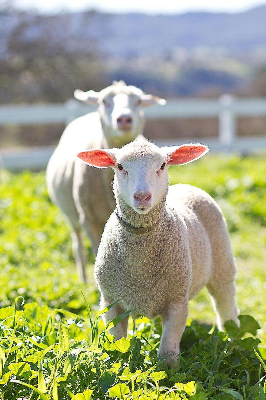 מלון פאסו רובלס Reves De Moutons מראה חיצוני תמונה