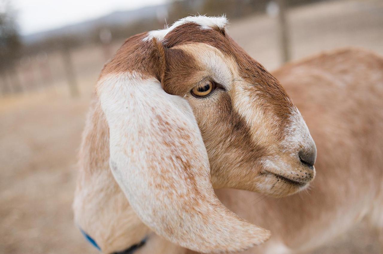 מלון פאסו רובלס Reves De Moutons מראה חיצוני תמונה